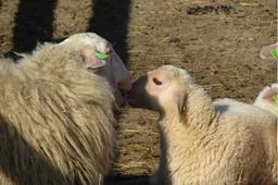 Lammetjesdag 2 - nc de ginkel