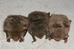 Vleermuistochten 02 - nc de ginkel