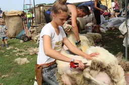 schaap-scheeren-ede-2018-chris-ouboter