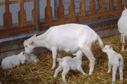 elsemargriet-goats-3349564_1280