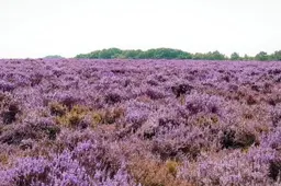 heide