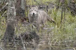 wolf-st-15-jpg-sd-high-photo-by-cees-van-kempen