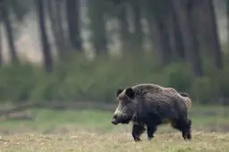 wild zwijn - nc de ginkel