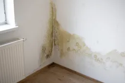 schimmel op muur in woning