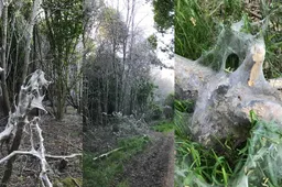 spinmot lintjesweg 2025