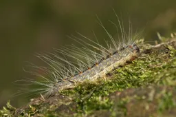 thaumatopoeiaprocessioneacaterpillar