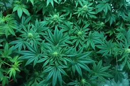 marijuana- CMElixiers, pixabay
