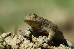 Groeve 't Rooth geelbuikvuurpad_HenkHeijligers