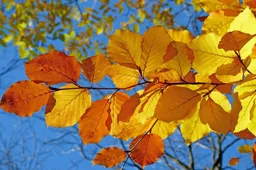 bladeren claude05alleva Pixabay