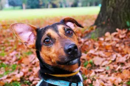 dog pixabay