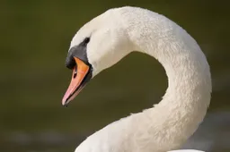 Zwaan rosenfeld10 Pixabay