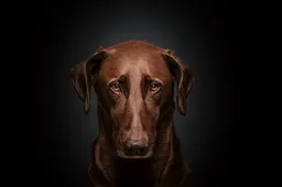 angstige-hond-maddin-1983-via-pixabay