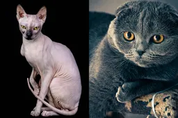 Naaktkat Kirgiz03 Pixabay Scottish-fold-edofs1 pixabay