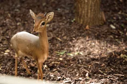 GaiaZOO---Kirk-s-dikdiks