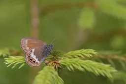 Zilverstreephooibeestje Bouke ten Cate CC BY-SA 4.0 Wikimedia