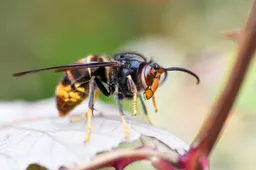 Aziatische hoornaar Christel Sagniez Pixabay