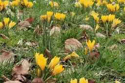 krokus lente IMG_20210306_125051