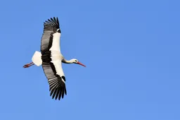 blauwe lucht, Ooievaar, Alexas_Fotos Pixabay