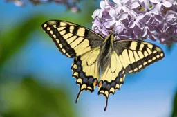 Koninginnenpage, Pixabay