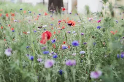 Bloemen MiVargof Pixabay