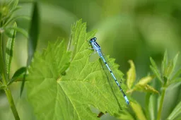 azuurwaterjuffer neelam279-damselfly-10312383