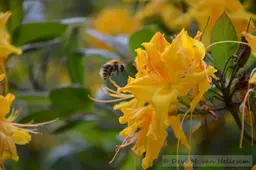 Bij en bloem (12)