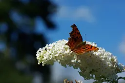 vlinderstruik-wit-famke12-pixabay
