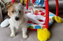 Gemeente Reimerswaal zet zichzelf te kakken met DNA-database voor honden in bizarre strijd tegen hondenpoep