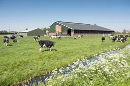 Rechtbank Overijssel legt 'weibewijs' op: boeren moeten gecontroleerd worden op vergunning om koe de wei in te laten