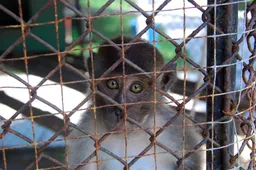 Heeft Thailand goud in handen? 'Coronavaccin nu getest op apen na succesvolle proef met muizen'