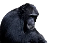 Aanslag in Dierenpark Amersfoort: ´Twee chimpansees in koelen bloede uitgeschakeld´