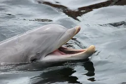 Video! (Veroordeelde) dierenactivisten 'gijzelen' dolfijnenshow Dolfinarium, parkshow stilgelegd