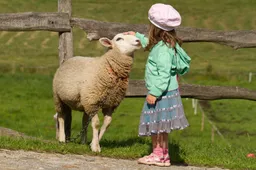 Zieke dierenbeul onthoofdt en slacht stiekem schapen op kinderboerderij: 'Alleen de koppen lagen er nog!'