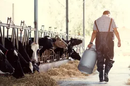 Verbazingwekkende situatie in provincie Zuid-Holland: Energietransitie eist tol voor vee, maar Partij voor de Dieren lijkt selectief begaan