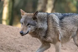 In memoriam: tweede dode wolf in enkele dagen op Nederlandse weg aangetroffen