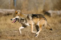 Minister Van der Wal straft wolvenknuffelaars hard af: Veluwe blijft vrij van wolvenreservaat