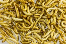 Bizar! Koning Willem-Alexander zet in op meelwormen als voedsel voor de toekomst