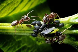 Waarom hebben we zoveel last van mieren en wat kunnen we ertegen doen?