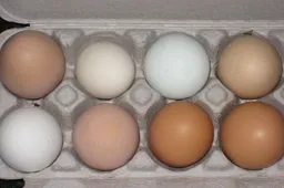 Voedselveiligheid in gevaar in Zuid-Holland: Hobbykip-eieren bevatten 1000 keer meer PFAS