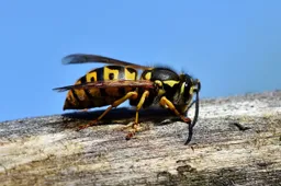 Hoe haalbaar is wespenbestrijding zonder gif?