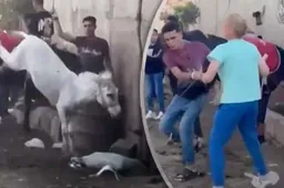 Schaamteloze dierenarts zet Nederland voor schut met aanval in Egypte