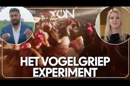 Overheid gokt met voedselveiligheid – mini-docu waarschuwt voor vogelgriepvaccin