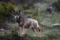 Europees Parlement stemt eerder over verlaging status van de wolf