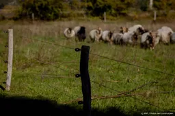 Drenthe ziet veel animo, verdubbelt subsidie wolfwerende rasters