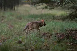 Ook Animal Rights maakt bezwaar tegen vergunning voor doden wolf