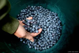 NVWA constateert veel overtredingen bij telers van blauwe bessen