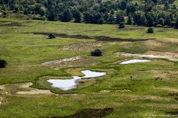 Hoge Veluwe wil niet reageren op besluit om wolf te doden