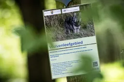 Rechtszaak over vergunning om wolf af te schieten dient vrijdag