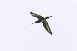 Extreem droge lente volgens Vogelbescherming funest voor vogels