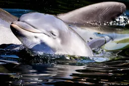 Onvoldoende bewijs voor overtredingen Dolfinarium, zegt rechter